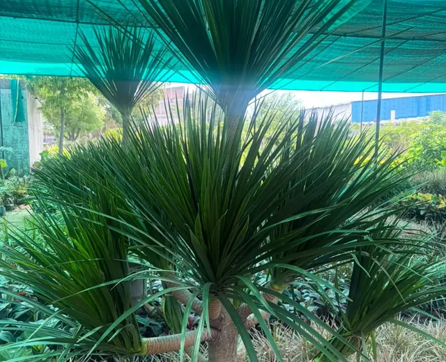 Dense ornamental foliage at Jagdamba Nursery