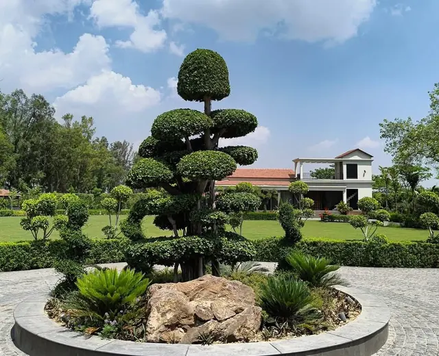 Sculpted topiary tree in a landscaped bed