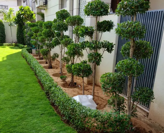 Geometric topiary and lawn border landscaping