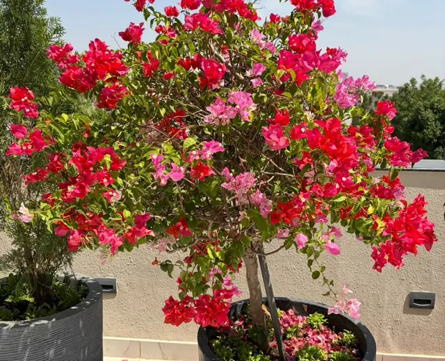 Bright red flowering plant against the sky