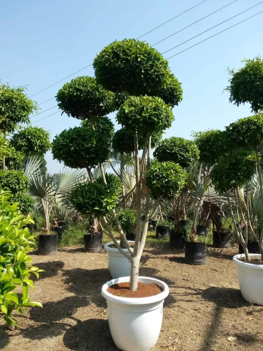 Tree Plantation by Jagdamba Nursery