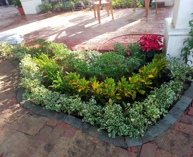 Colourful nursery plant bed with mixed foliage